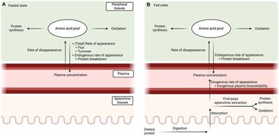 Quantification and interpretation of postprandial whole-body protein metabolism using stable isotope methodology: a narrative review